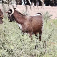 گوسفند نری