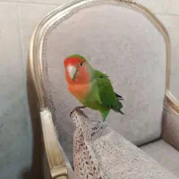 طوطی کوتوله برزیلی