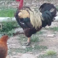 خروس زیبا۲ساله