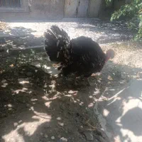 بوقلمون