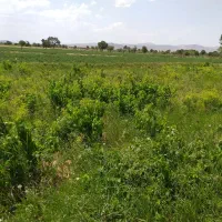 زمین باغ سند شش دانگ