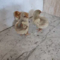 جوجه ویاندوت