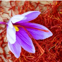 زعفران قائنات درجه یک و اعلا به قیمت عمده