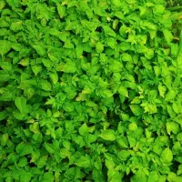 بذر گوجه گیلاسی ترش
