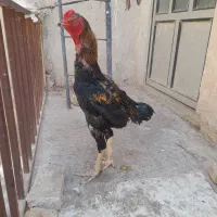 خروس لاری معاوضه با قناری نر هم دارم