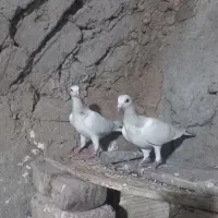 جوجه کوهی