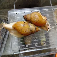 حلزون کلاژن ساز