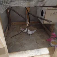جفت عروس هلندی آلبینو