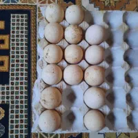 تخم بوقلمون برنزنطفه دار