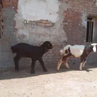 نروماده بره