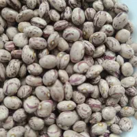 لوبیا چیتی خمین