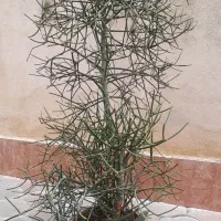 گل در انتظار برگ  ۱/۵متری