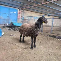 بره قوچ هترو درجه یک