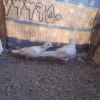 کپوت|پرنده|خاش, |دیوار