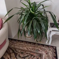 گل پاندانوس