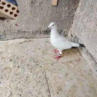 کبوتر صید