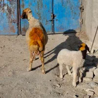 گوسفند وبره داشتی