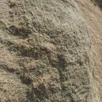 شبدر چین دوم