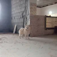 سگ بازیگوش