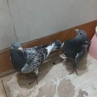 جوجه آلمانی از پدرومادر نشسته