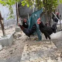 خلفه خروس