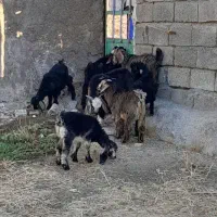بی چاق قصابی وپرواری باوزن سبک کیلوی ۵۸۰