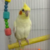 عروس هلندی نر دستی