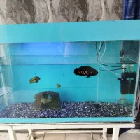 اکواریوم