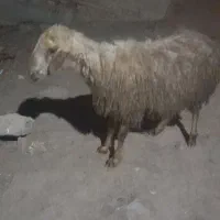 قوچ