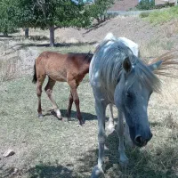 اسب|اسب و تجهیزات اسب‌سواری|شبستر, |دیوار