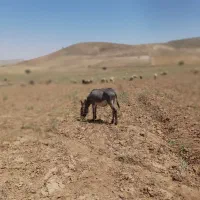 یک عدد خر چوپانی سرحال فروشی