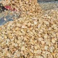 موسیر خشک