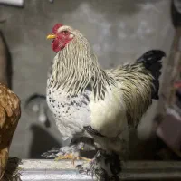 تخم نطفه دار برهما
