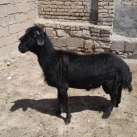 قوچ نر|حیوانات مزرعه|میاندوآب, |دیوار