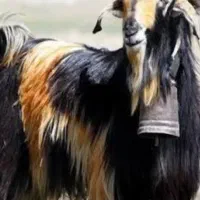کهره