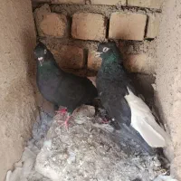 جفت سیاه دم‌سفید
