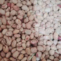 لوبیا چیتی گرد