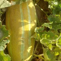 خربزه مشهدی ارگون