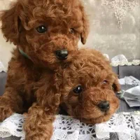 سگ پودل رنگ رد با تنوع..