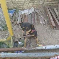 سگ ژرمن