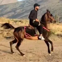مادیون درجه یک