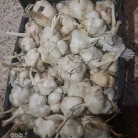 سیرخشک|خوردنی و آشامیدنی|خرمآباد, |دیوار