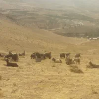 بزداشتی