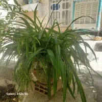 فروش گل طبیعی