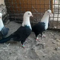 کبوتر کلاغ