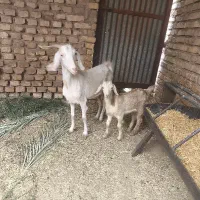 بز و کره