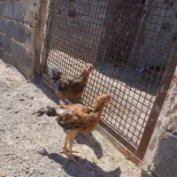 جوجه لاری