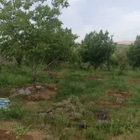 فروش-باغ-منطقه-خان-زنیان