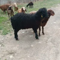 فروش بره قوچی بختیاری گوسفند زنده