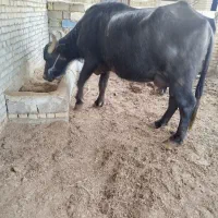 گاومیش با گوساله نر